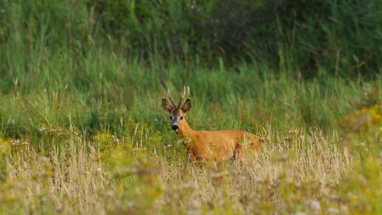 Capriolo maschio con palchi corti sta attento tra erba alta e fiori selvatici in un prato, cammina in avanti obliquamente, curioso, tracciamento con teleobiettivo