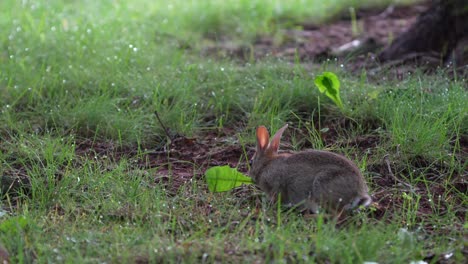 un joven conejo de cola de algodón buscando tallos de hierba de elección en la hierba de rocío en una mañana de verano