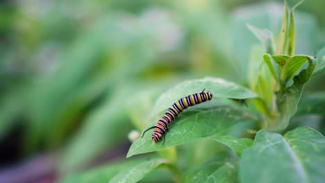 monarch caterpillar crawling on green leaf