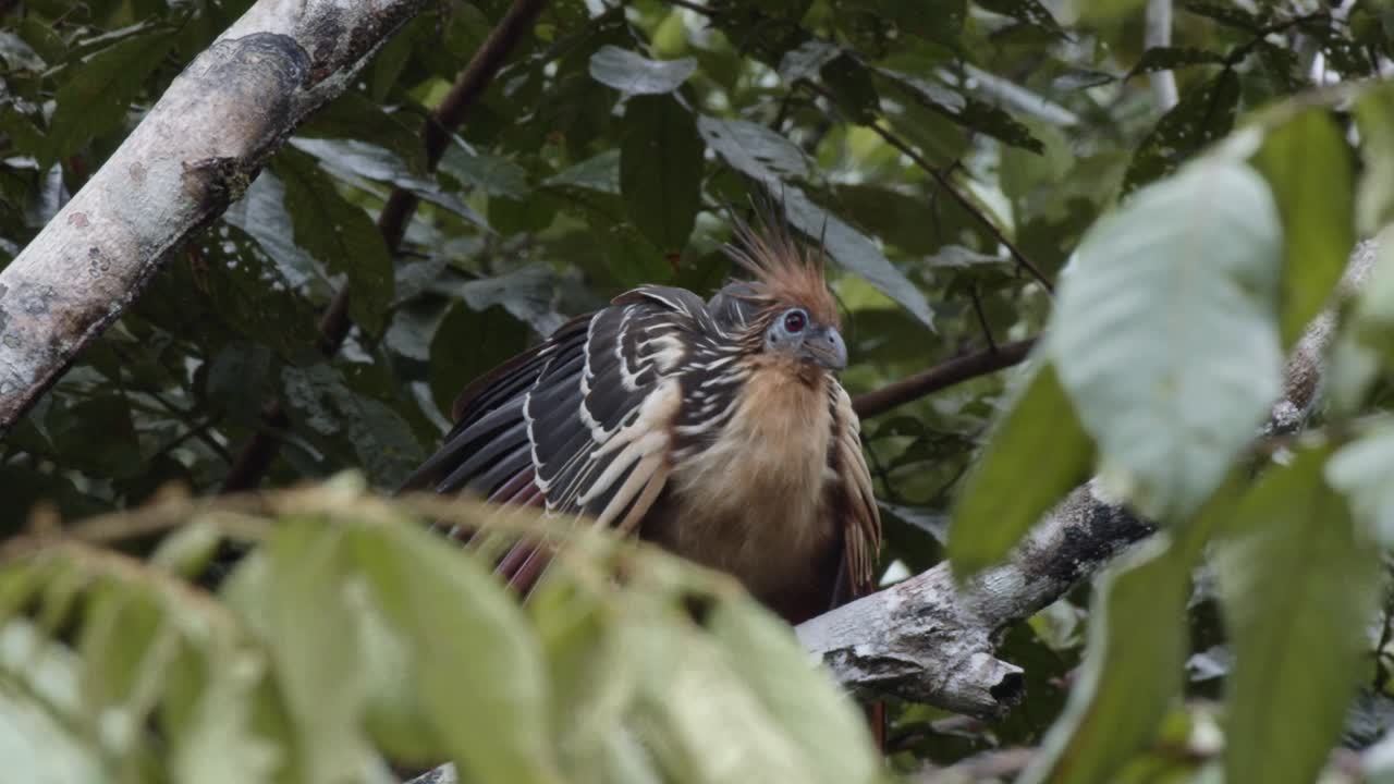 In the heart of the jungle, a hoatzin bird tries to hide among the branches, its colorful feathers making it an amusing sight in the treetops.