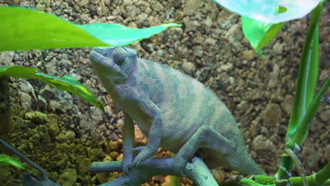 the panther chameleon or furcifer pardalis is a lizard and insect hunter