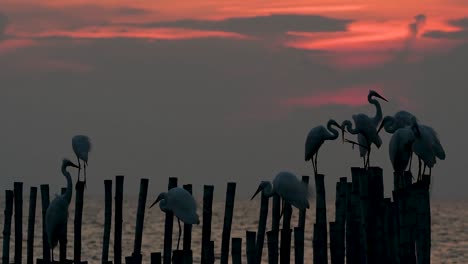 the great egret, also known as the common egret or the large egret