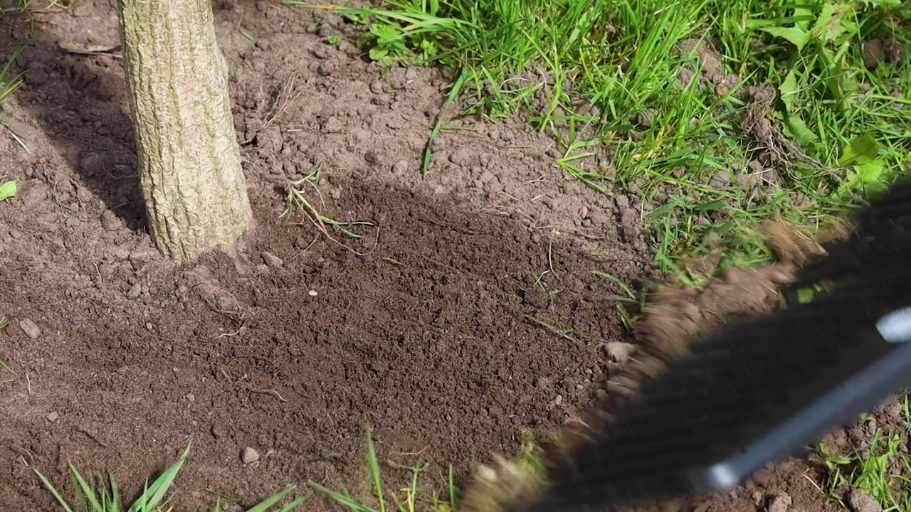 Video di qualcuno che rastrella la terra accanto a un albero appena piantato