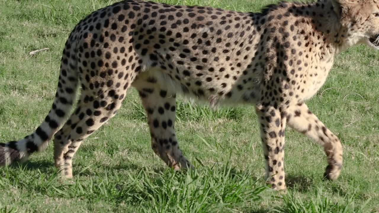 Un ghepardo cammina stabilmente attraverso un campo erboso, visto di profilo laterale durante il giorno