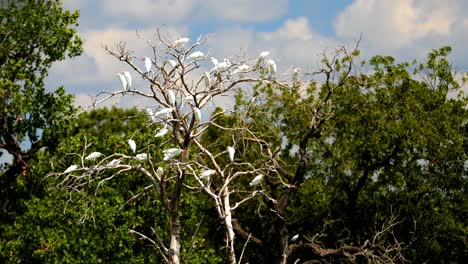 Estas-Garcetas-Vacas-Migratorias-Se-Reúnen-En-Este-Viejo-árbol-Muerto-Cerca-De-Un-Estanque,-Siempre-En-Busca-De-Una-Comida-Rápida