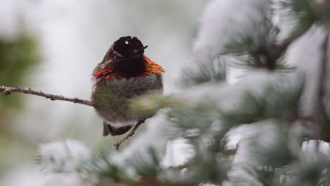 snow falling on a hummingbird in spring