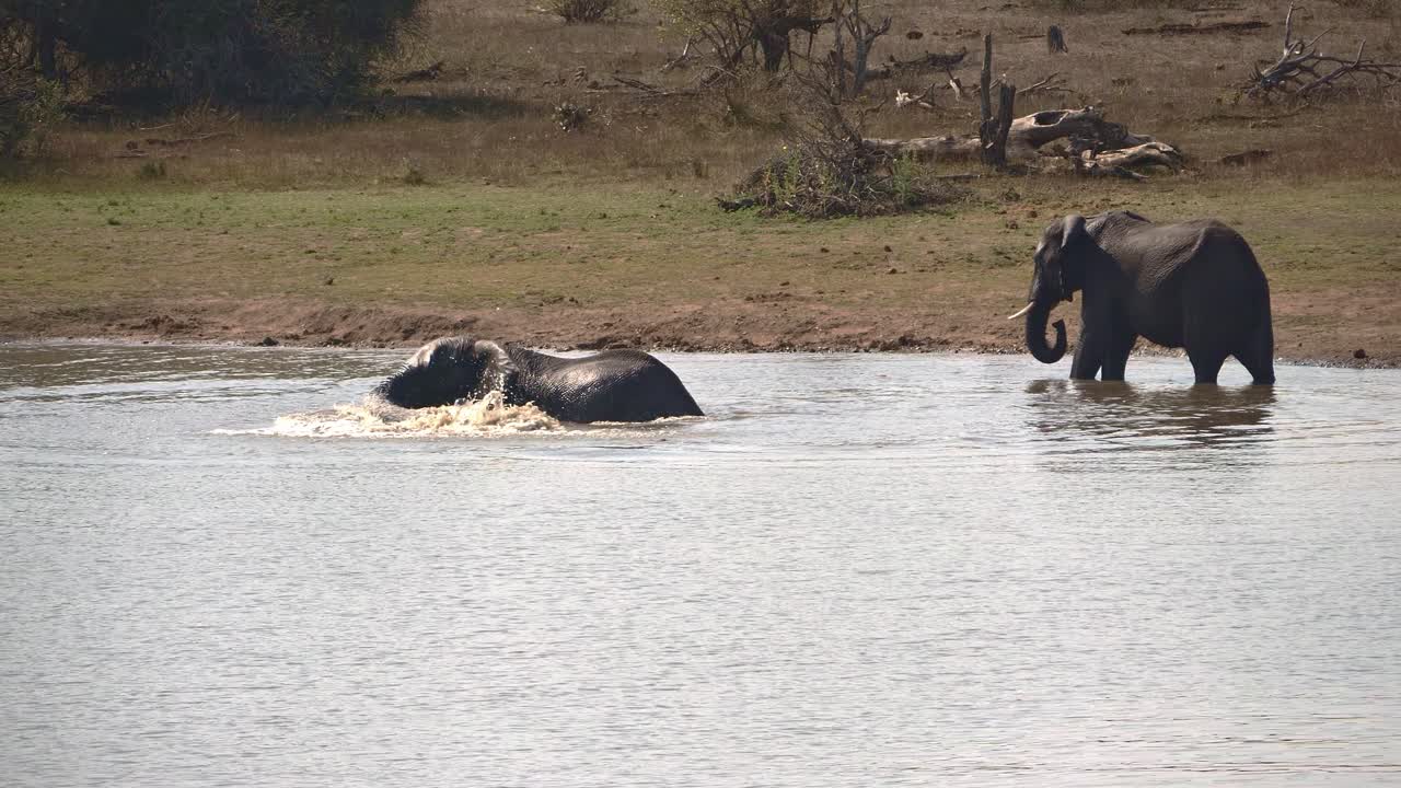 el elefante africano salpica su trompa en el agua mientras se baña