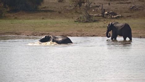 African-elephant-splashes-its-trunk-in-the-water-while-bathing