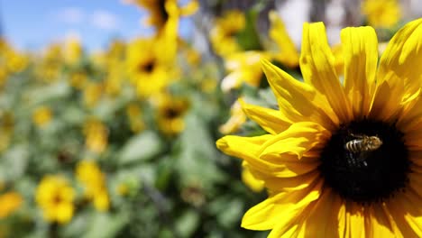 bee collecting nectar from a vibrant sunflower