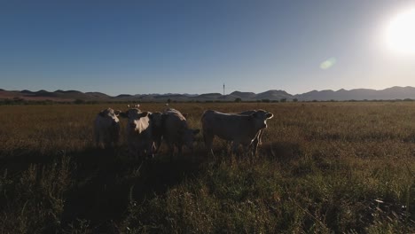 group of cows grazing in the desert at noon