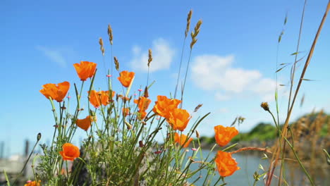 Hermosas-Flores-De-Amapola-Naranja-Se-Mecen-En-El-Viento-Con-El-Cielo-Azul-De-Fondo