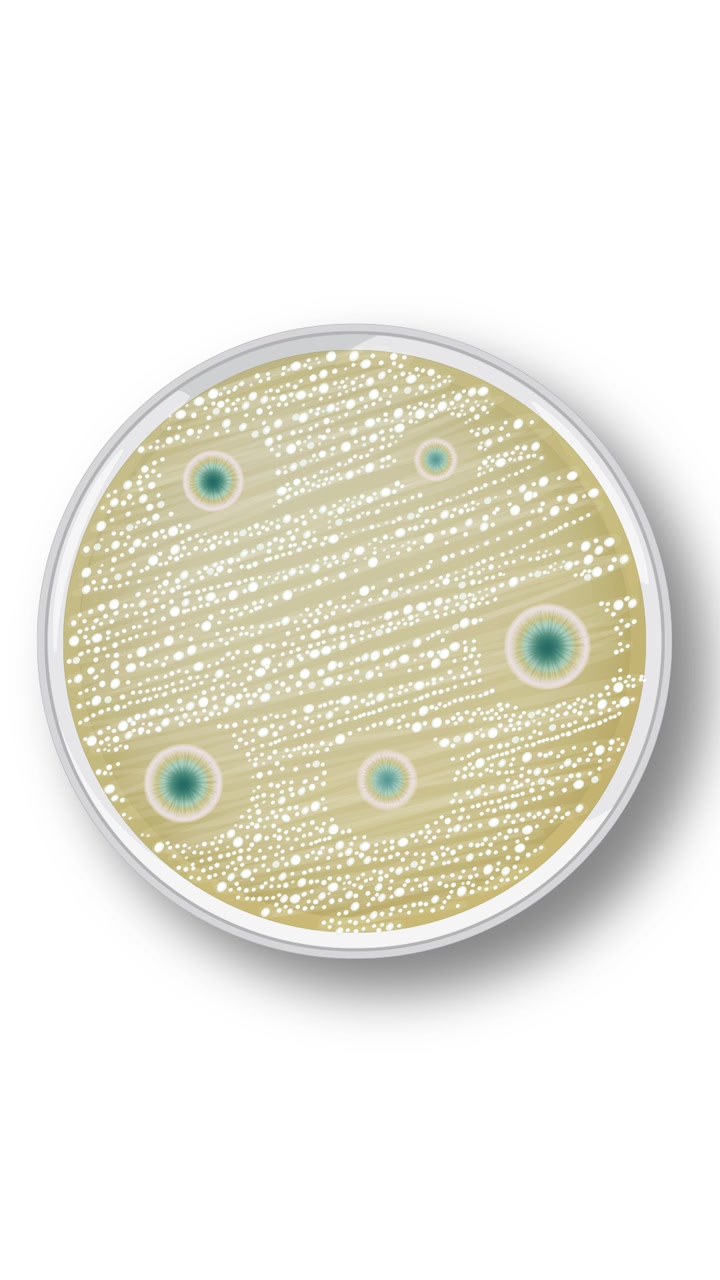 Animazione di colonie batteriche che si formano e reagiscono alla penicillina in una capsula di Petri, mostrando la crescita e l'inibizione microbica.