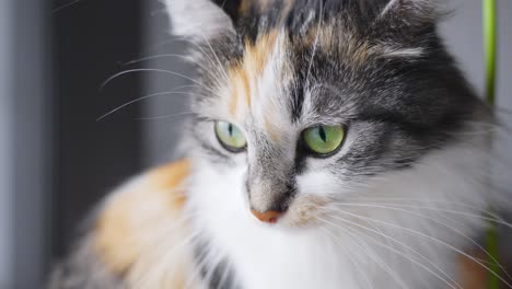 Majestätische-Grüne-Augen-Einer-Langhaarigen-Kalikokatze,-Häusliche-Umgebung