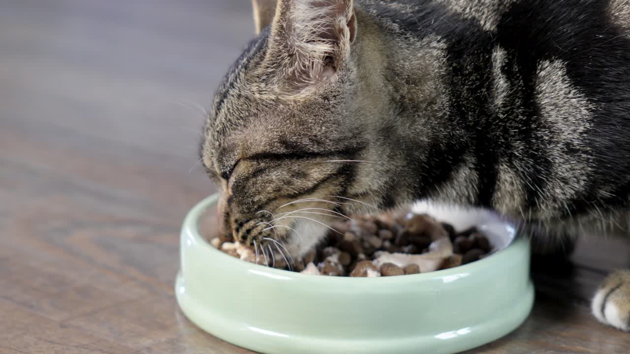 hungry domestic cat eating pet food from a green bowl on wood floor