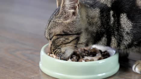 hungry domestic cat eating pet food from a green bowl on wood floor