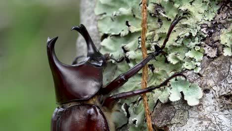 Makro-Männlicher-Xylotrupes-Australicus-Nashornkäfer-Oder-Herkuleskäfer