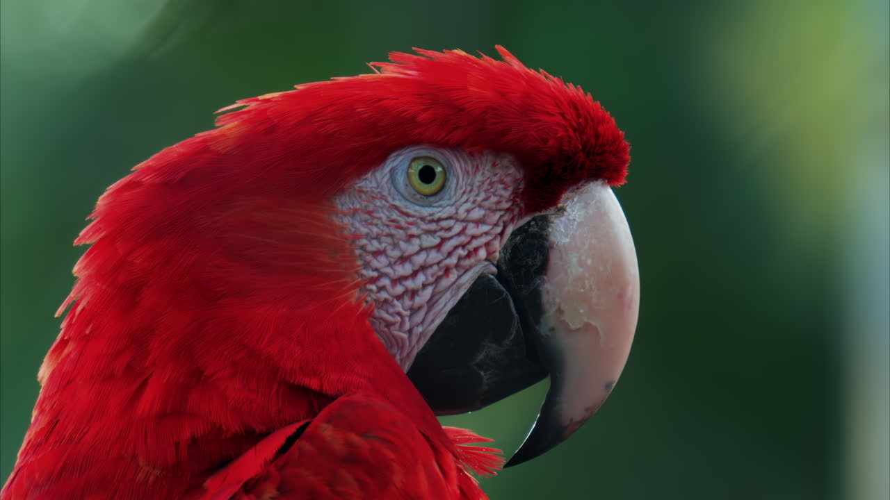 Close up of a red Macaw bird on a blurred background