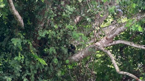 El-Oso-Negro-Asiático-Bajando-De-Un-árbol-Fructífero,-Ursus-Thibetanus,-También-Se-Llama-Oso-Negro-Asiático