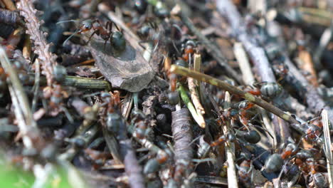 Millionen-Ameisen-Der-Gattung-Camponotus-Krabbeln-Und-Arbeiten-Tagsüber-In-Der-Natur,-Nahaufnahme---Ameisenhaufen-Von-Tischameisen-In-Der-Tierwelt