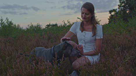 young woman petting american staffordshire terrier while kneeling in a beautiful heather field at dusk