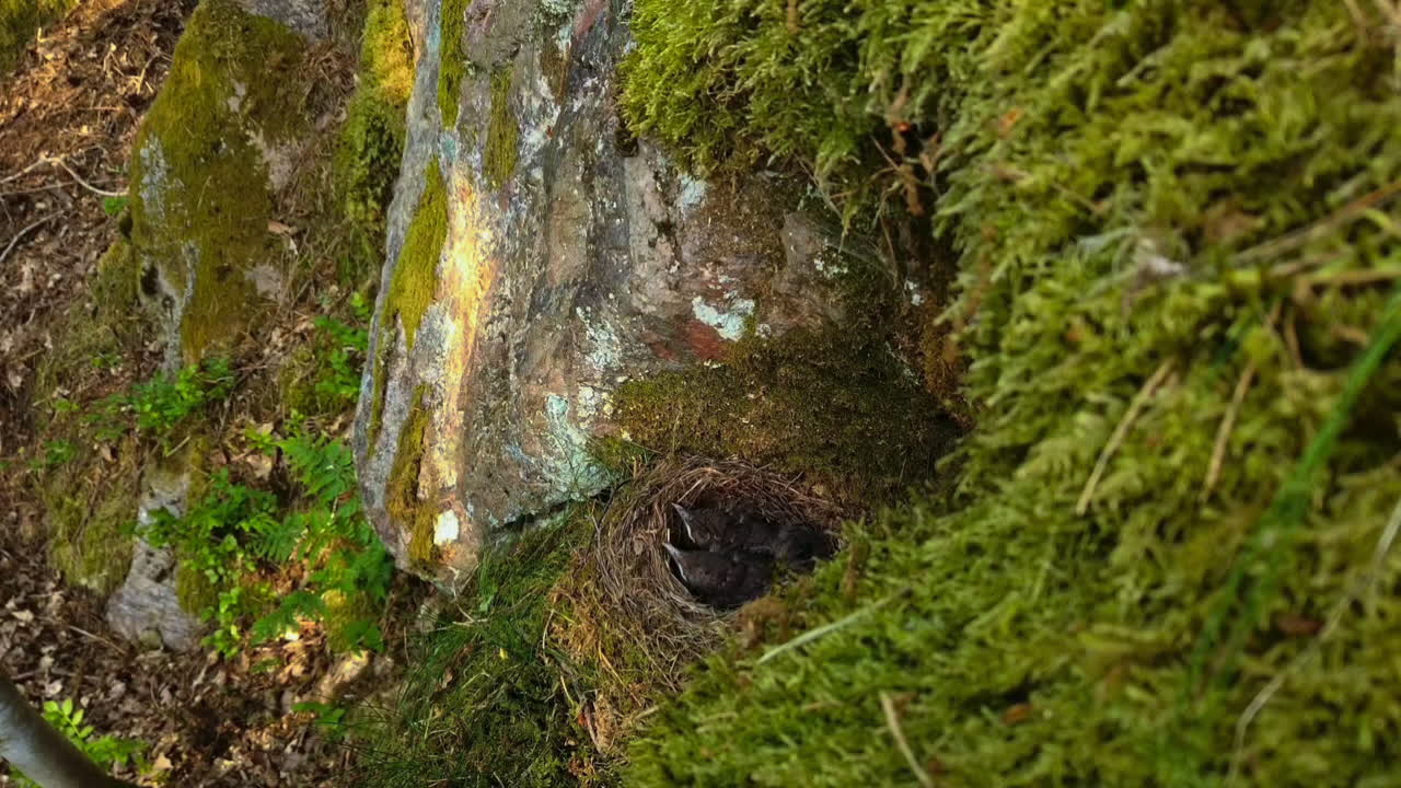lapso de tiempo: vista aérea de los pollitos de pájaro recién nacidos en un nido redondo junto a una roca de piedra mientras la madre viene a alimentarse, estático