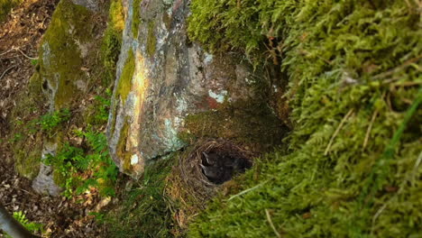 time lapse: overhead view of newborn baby bird chicks in round nest by stone rock as mother comes to feed, static