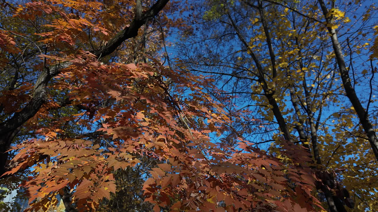 Autumn Red and Brown Leaves Against Clear Sky