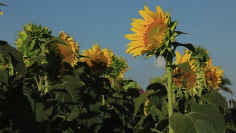 beautiful-medium-shoot-of-a-sunflower-field