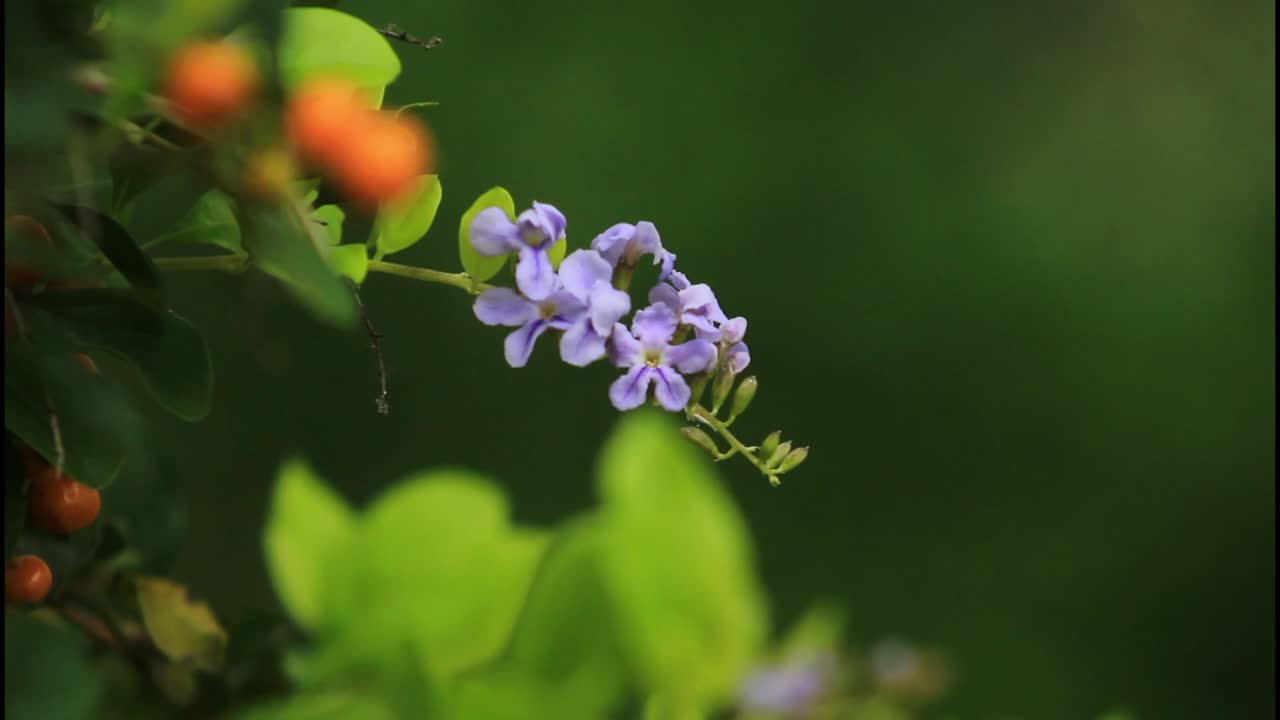 primer plano de una flor púrpura