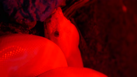 close-up of an albino python under red light