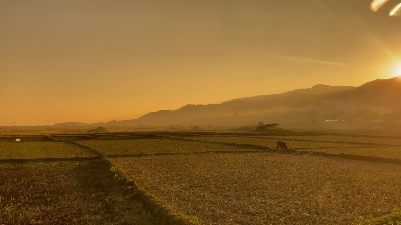 새벽에 외로운 소가 풀을  ⁇ 는 시골 풍경