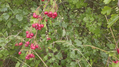 bayas de espino rojo maduras llamadas haws madurando en un árbol de espino en un seto