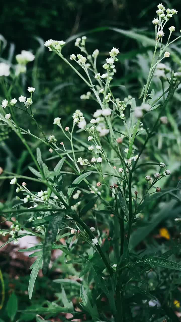 primer plano de las flores silvestres