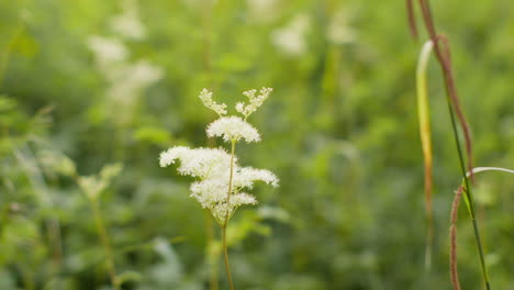 close up of meadowsweet plant growing wild outdoors in countryside