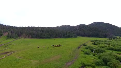 Caballos-Y-Vaqueros-En-Las-Montañas-Rocosas-De-Colorado
