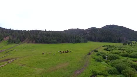 caballos y vaqueros en las montañas rocosas de colorado