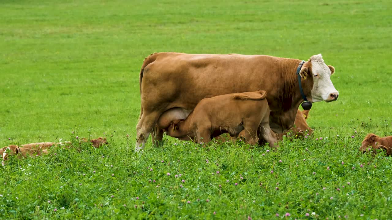 cabeza de becerro culatas ubre de vaca mientras amamanta en el campo verde, disparo estático