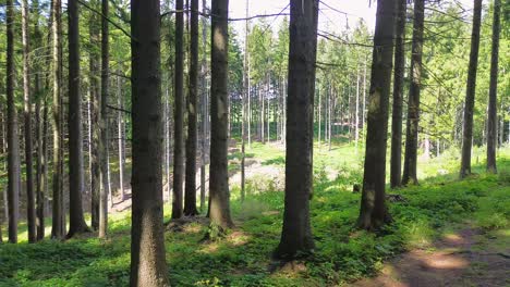 Ein-Flug-Zwischen-Einzelnen-Fichten-Und-Dann-Durch-Eine-Waldlichtung-Auf-Die-Andere-Seite-Eines-Großen-Grünen-Waldes