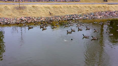 Shots-of-wild-Canadian-Geese-during-their-winter-migration-in-Colorado