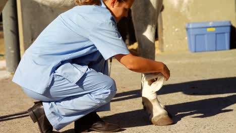 Veterinarian-tying-bandage-on-horse-leg-4k