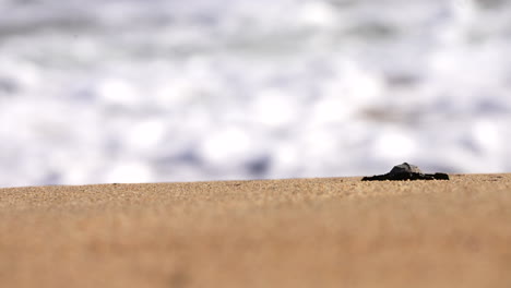baby turtle hatchling crawling on the beach to the ocean. - closeup
