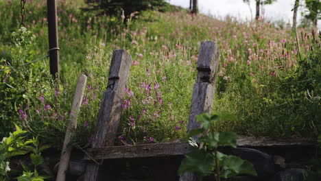 Old-wooden-garden-fence-leaning-against-heather-flower-bed-in-spring