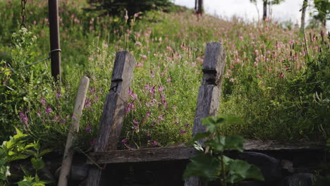 antigua valla de jardín de madera inclinada contra el lecho de flores de brezo en primavera