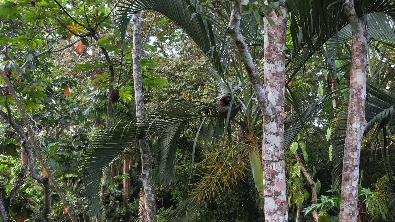 Free stock video - From above: sloth relaxing in a costa rican tree.