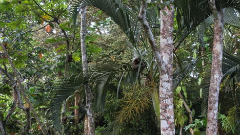 Desde-Arriba:-Perezoso-Relajándose-En-Un-árbol-Costarricense.