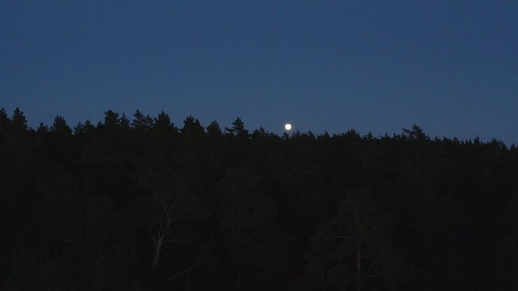 la luna piena che sorge sulle sagome scure delle cime degli alberi