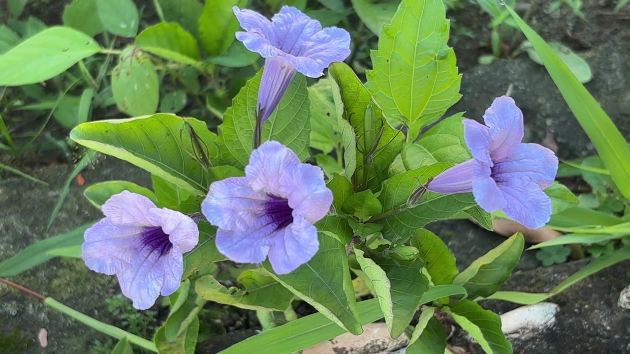 Nahaufnahme von leuchtend violetten Ruellia-Blüten in der Natur
