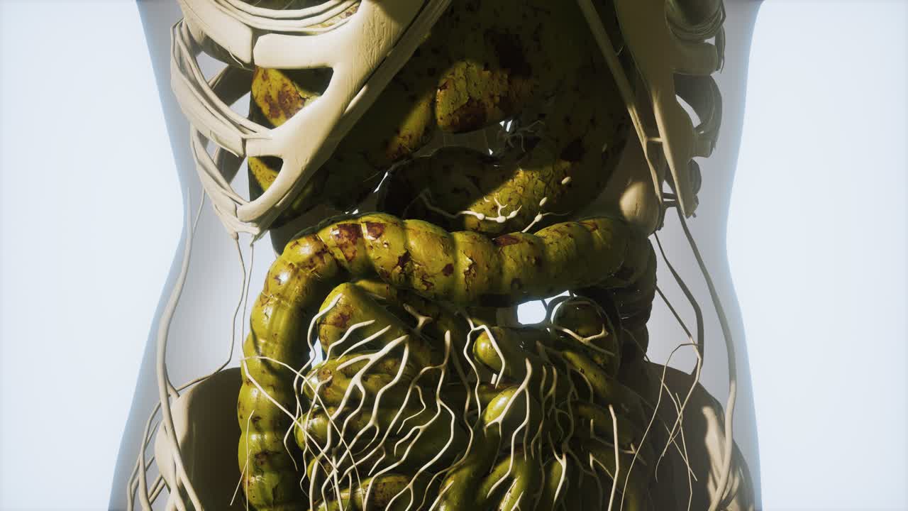 인간의 소화 시스템의 상세한 해부학