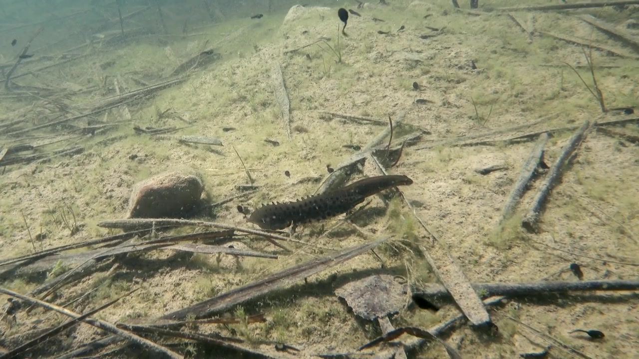 Il tritone liscio maschio (Lissotriton vulgaris) segue la femmina durante la stagione degli accoppiamenti. Estonia