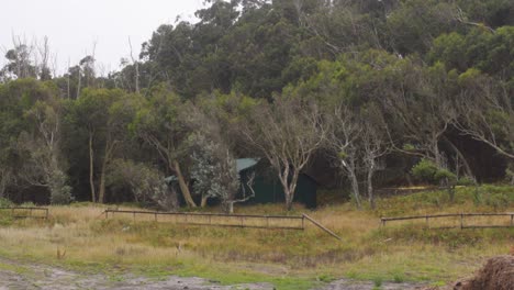 Una-Cabaña-Verde-Junto-A-Un-Espeso-Bosque-De-Eucaliptos